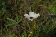 Hibiscus cannabinus